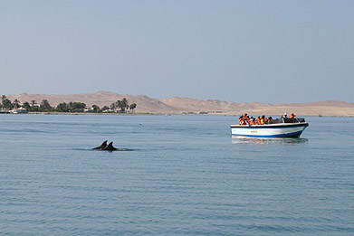 Pautas de observacion de delfines