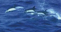 Delfines comunes