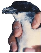 Potoyunco
