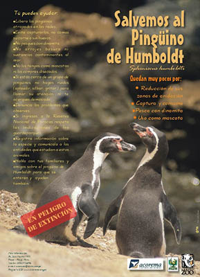 gigantografia pingüino