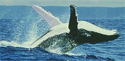 ballena jorobada