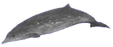 zifi.gif (28898 bytes)