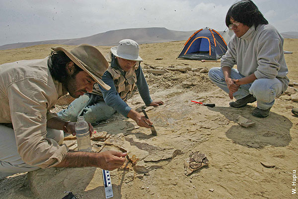 Foto de colecta del pingüino fosil gigante Inkayacu paracasensis Foto W. Hupiu