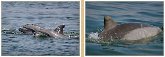 study of cetaceans in the Bay of Paracas