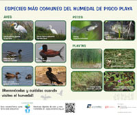 Especies comunes del humedal de Pisco