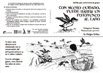 El Potoyunco peruano, pelecanoides garnotii para extractores de guano