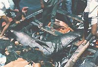 Delfin capturado por pescadores