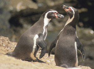 Ping&uuml;inos de Humboldt / Foto:H. Plenge