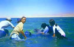 Rescate de orcas pigmeas