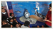 Centro de Interpretación - Área pingüino de Humboldt