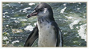 Humboldt Penguin 